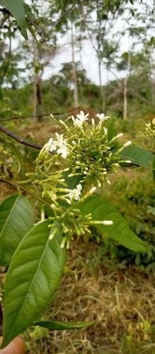 Holarrhena floribunda