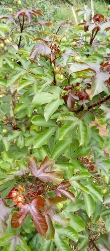 Bellyache Bush