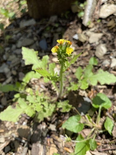 tall false hawksbeard (Youngia thunbergiana)
