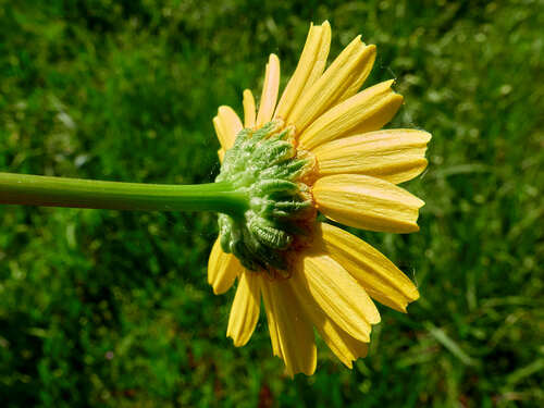 Mediterranean Marigold