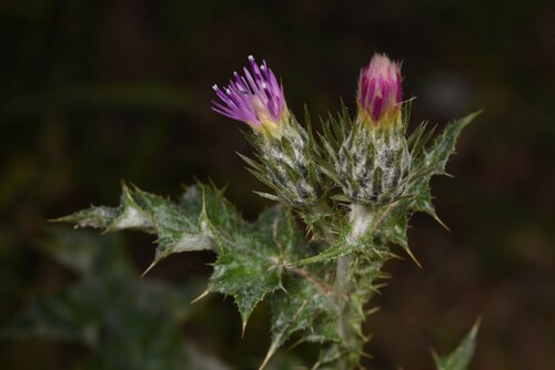 Carduus argentatus L.