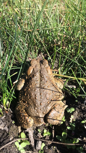 iNaturalist observation photo of Western Toad