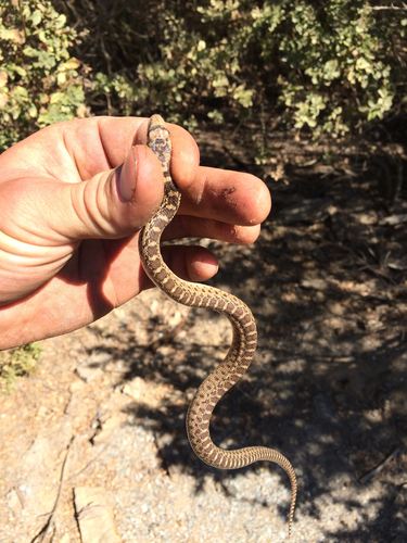 iNaturalist observation photo of Pacific Gopher Snake