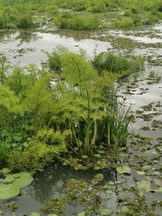 Ceratopteris thalictroides image