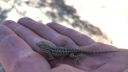 iNaturalist observation photo of Western Fence Lizard