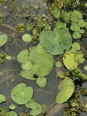 Nymphoides indica subsp. indica image