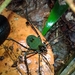 Cajango pestifer - Photo (c) @oficial_ednardomartins, all rights reserved, uploaded by @oficial_ednardomartins