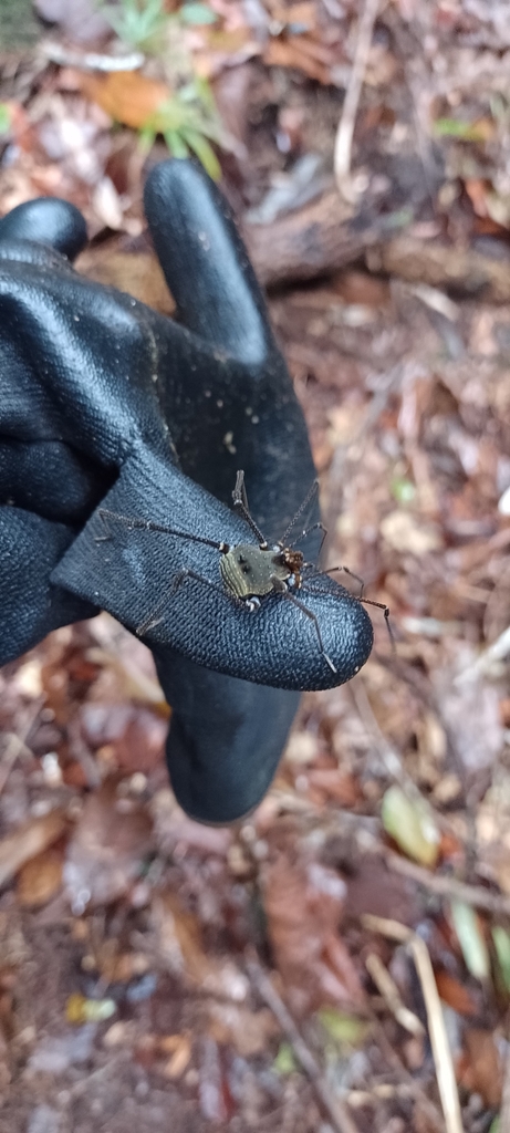 Gonyleptid Harvestmen from Reserva Biológica da Mata Escura on April 10