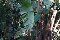 Heliconia pogonantha image