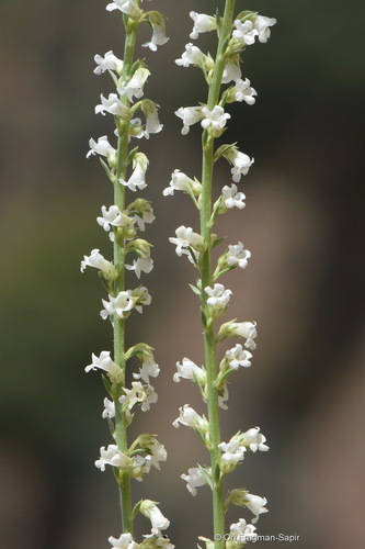 Anarrhinum fruticosum