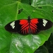 Heliconius melpomene ecuadorensis - Photo (c) Juank Espin, all rights reserved, uploaded by Juank Espin