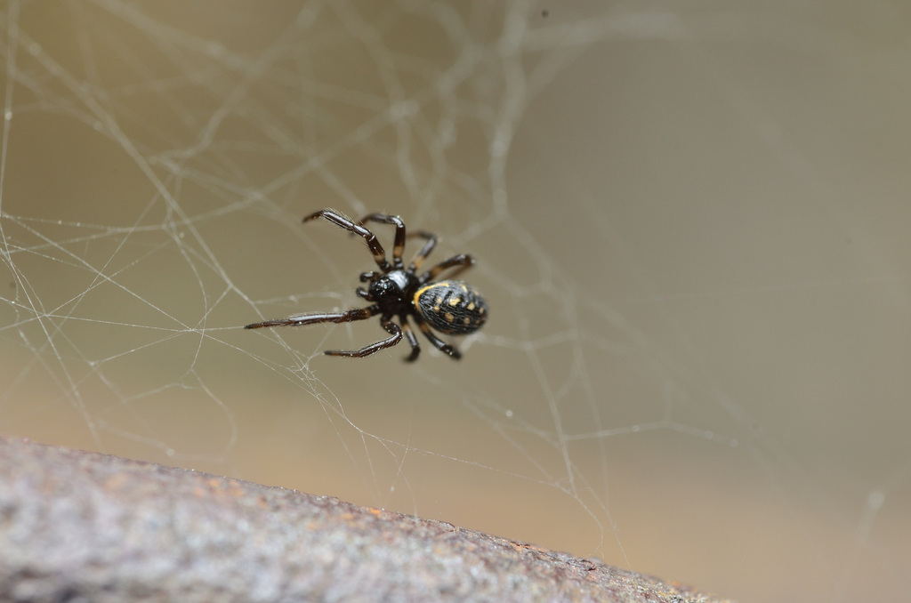 White-spotted False Widow from Торез, Донецкая область, Украина, 86600 ...