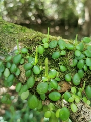 Peperomia rotundifolia image