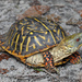 Ornate Box Turtle - Photo (c) Jake Scott, all rights reserved, uploaded by Jake Scott