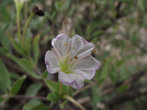 Acleisanthes acutifolia