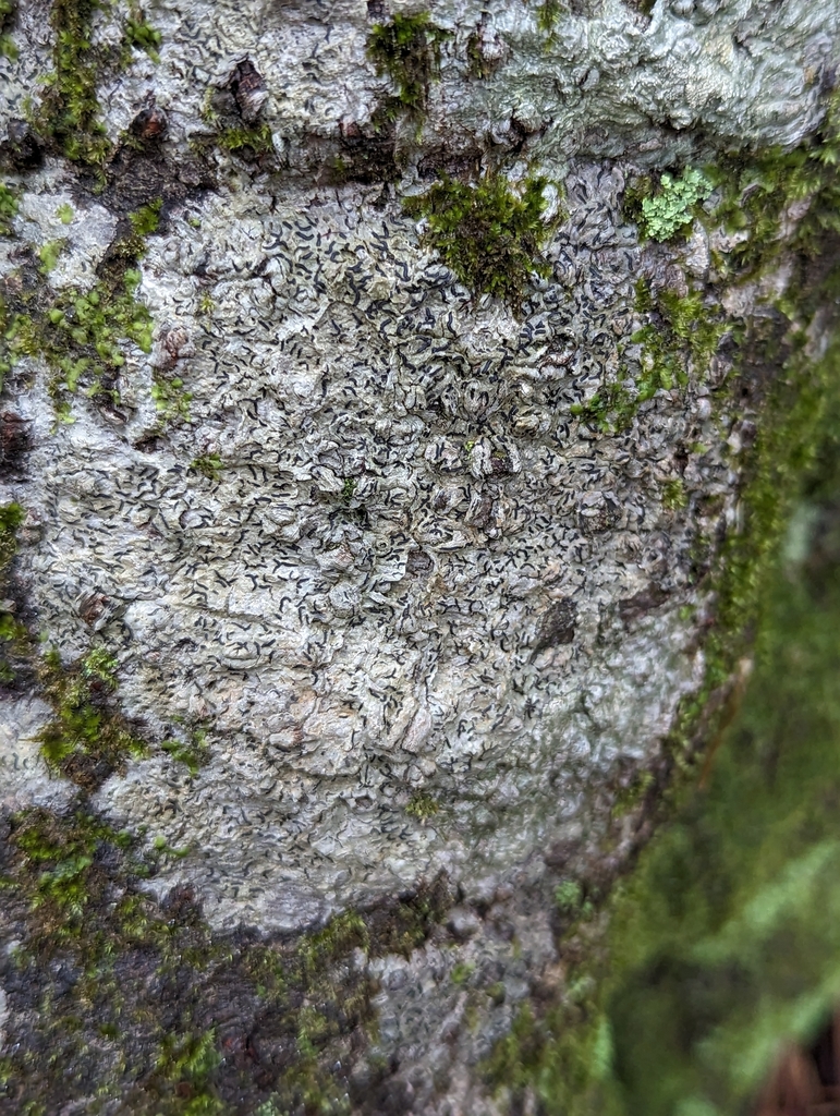 script lichens, whitewash lichens, and allies from Hayden, AL 35079 ...