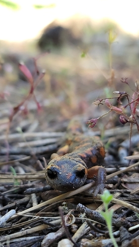 iNaturalist observation photo of Ensatina