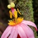 Passiflora amoena - Photo (c) Patrick Cantuária, todos los derechos reservados, subido por Patrick Cantuária