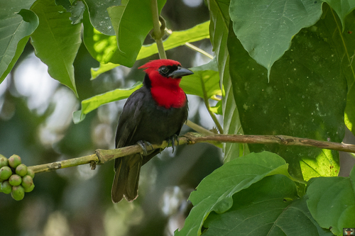 Crested Malimbe