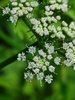Java Water-Dropwort - Photo (c) 冷水麻糬, all rights reserved, uploaded by 冷水麻糬