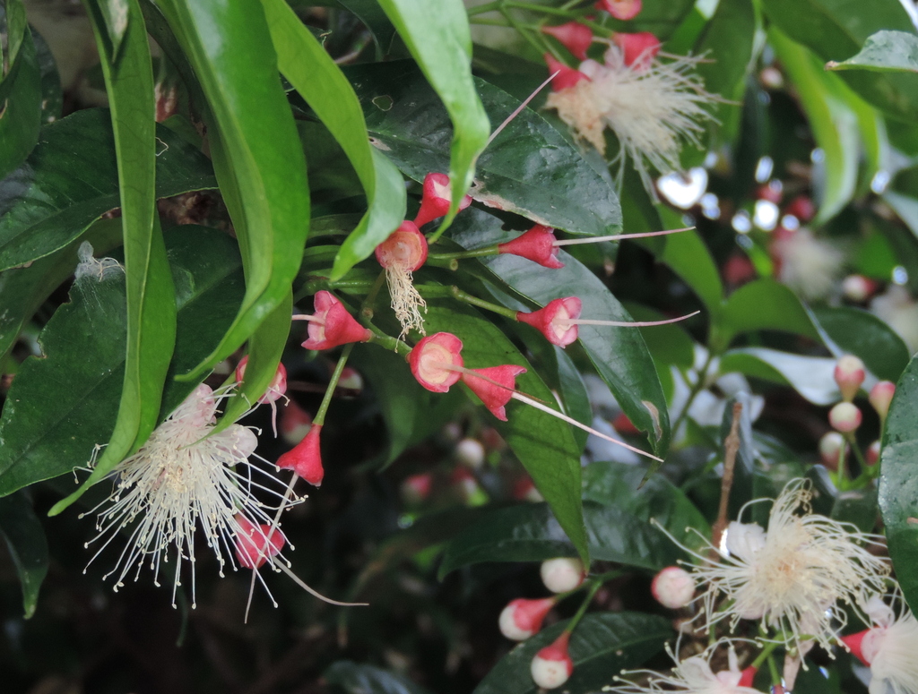 Syzygium tripinnatum (Syzygium tripinnatum)