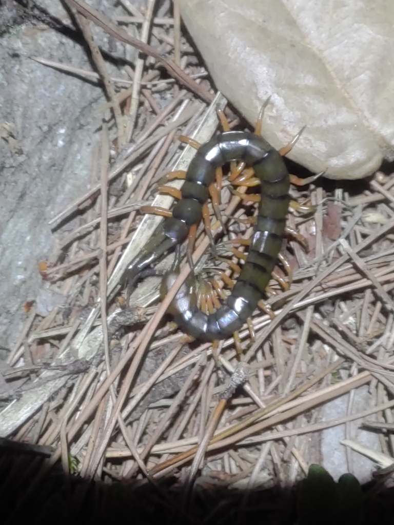 Chinese Red-headed Centipede from 972台灣花蓮縣秀林鄉19號之5 on April 11, 2023 at ...