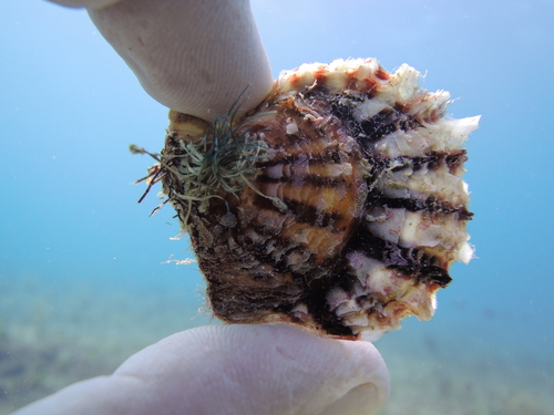 Atlantic Pearl Oyster