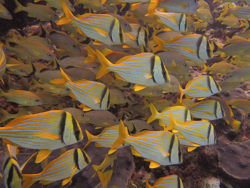 Porkfish