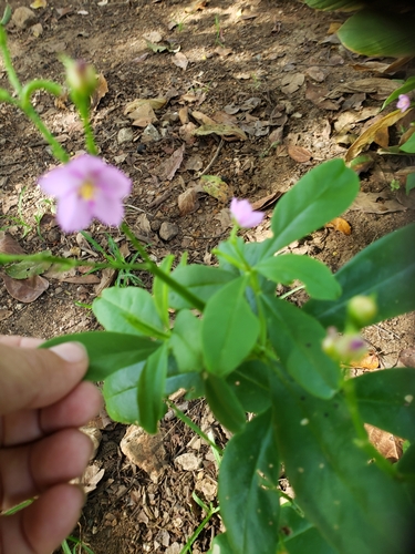 Philippine spinach