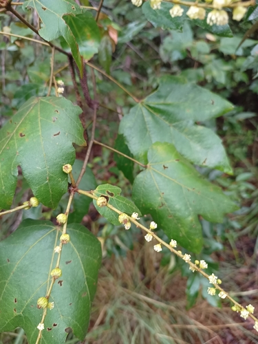 Croton ascendens