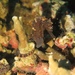 Observation photo