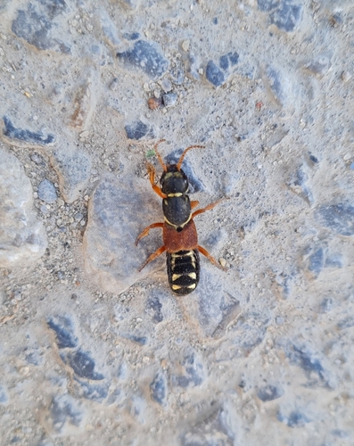 Staphylinus caesareus