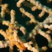Observation photo