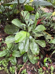 Reinhardtia simplex image
