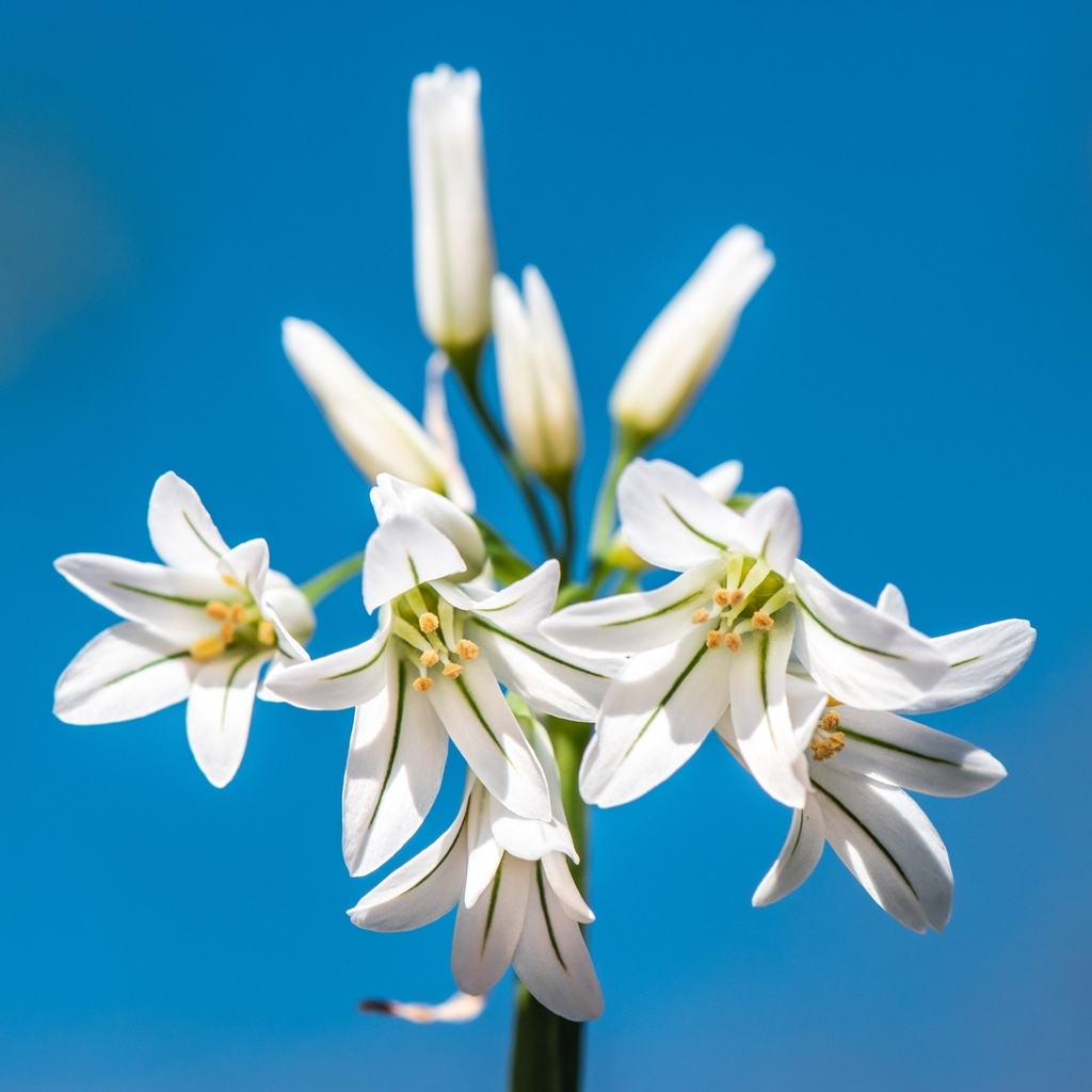 Allium triquetrum — a medium houseplant, prefers partial sun light
