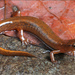 Junaluska Salamander - Photo (c) Jake Scott, all rights reserved, uploaded by Jake Scott