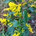Elliott's Goldenrod - Photo (c) Isaac Maxwell, all rights reserved, uploaded by Isaac Maxwell