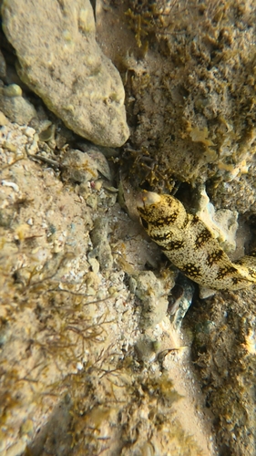 Snowflake Moray — seen at this dive site