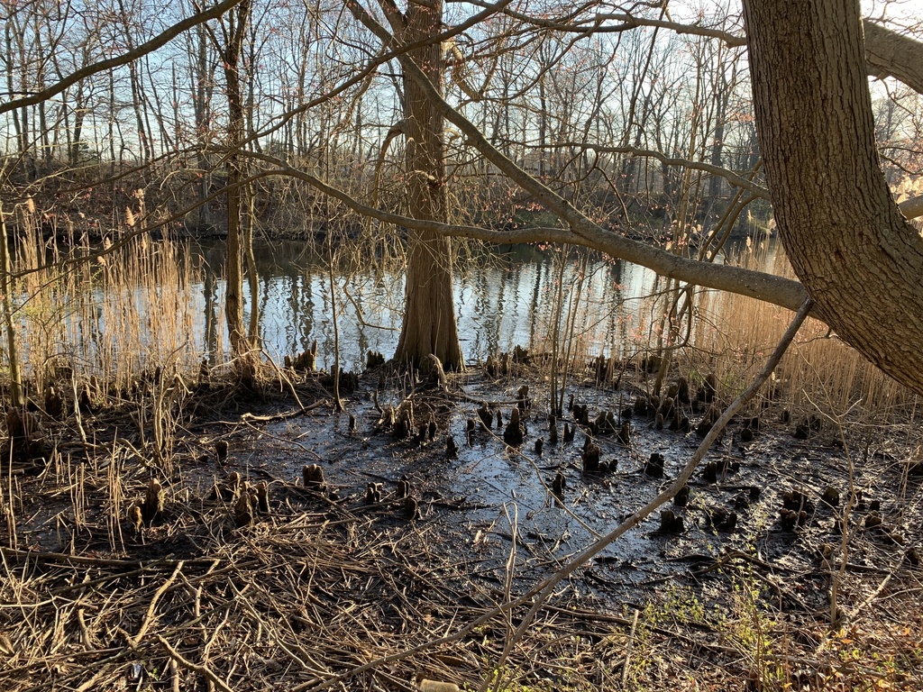 Baldcypress from edgewood park new haven ct us on april 10 2023 at