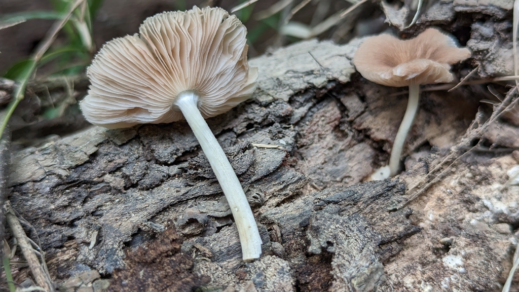 Deer Mushrooms from Virgin Islands National Park, Virgin Islands, 78020