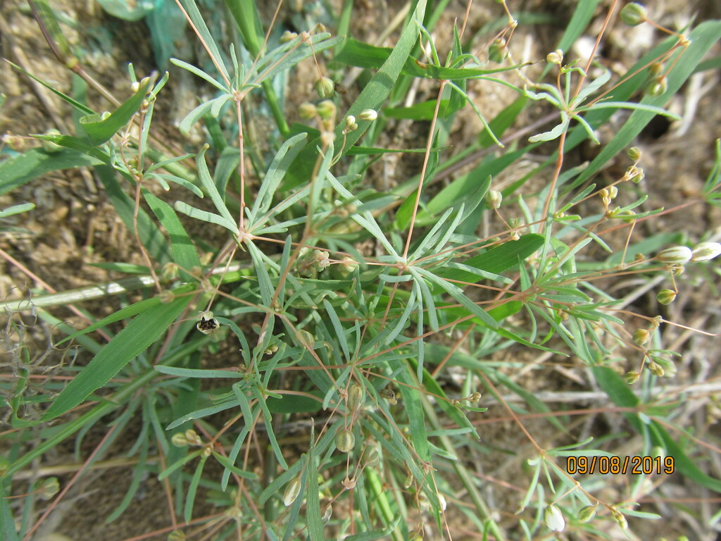 Threadstem Carpetweed From Вітовський район, Миколаївська область 