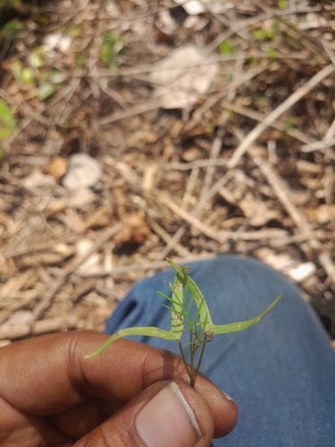 Cypress Vine