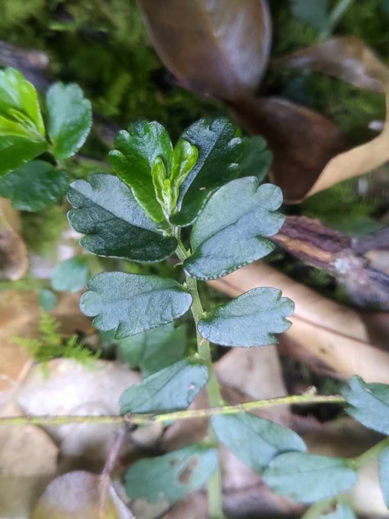 Elatostema obtusum (Elatostema obtusum)