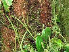 Peperomia calvicaulis image