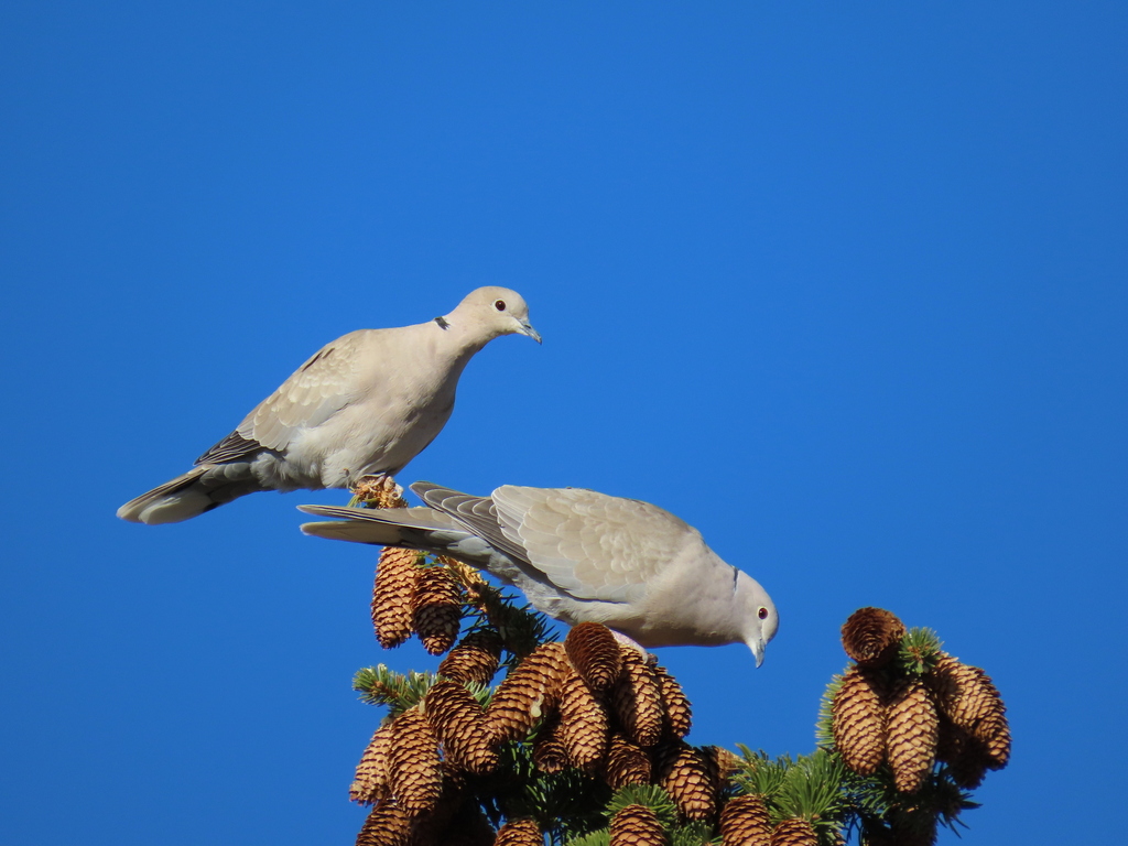 Eurasian CollaredDove in April 2023 by Kathy Eklund · iNaturalist