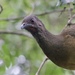 Plain Chachalaca - Photo (c) Dimitris S, all rights reserved, uploaded by Dimitris S