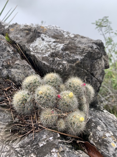 Mammillaria zublerae