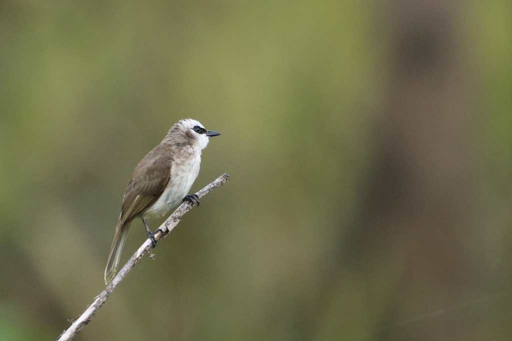 Yellow-vented Bulbul from Pilar, PH-SN, PH on April 5, 2023 at 09:50 AM ...