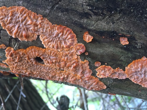 Spindulinis Raukšliagrybis nuotrauka