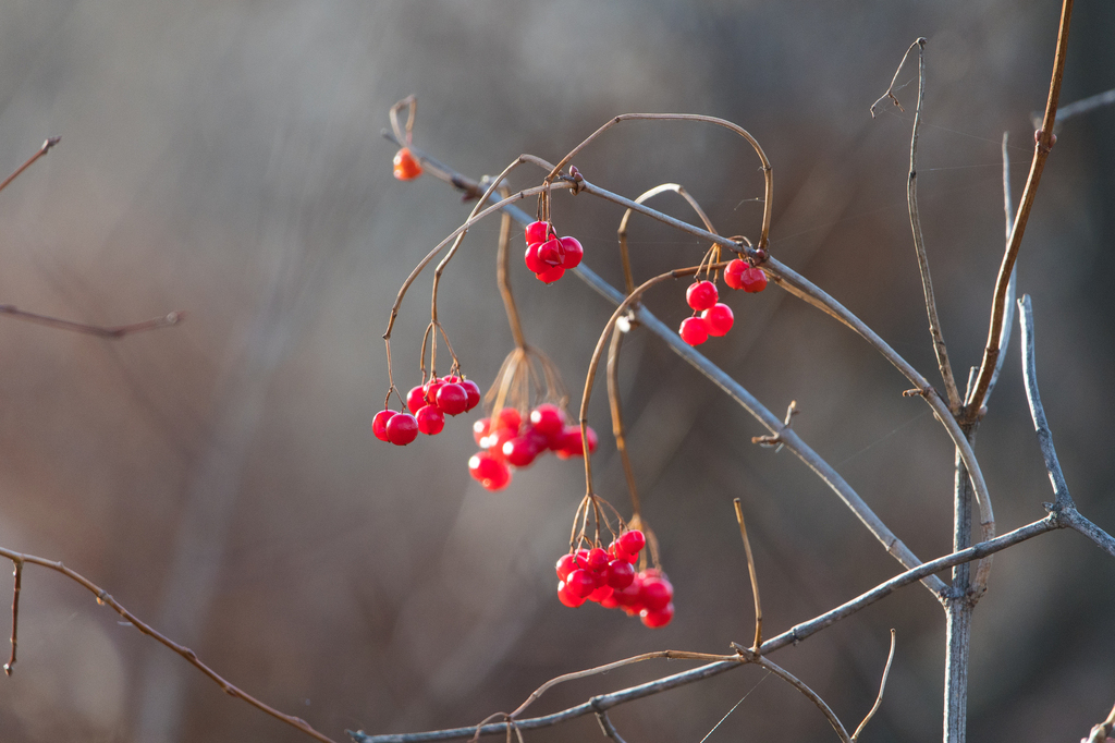 Viburnum opulus
